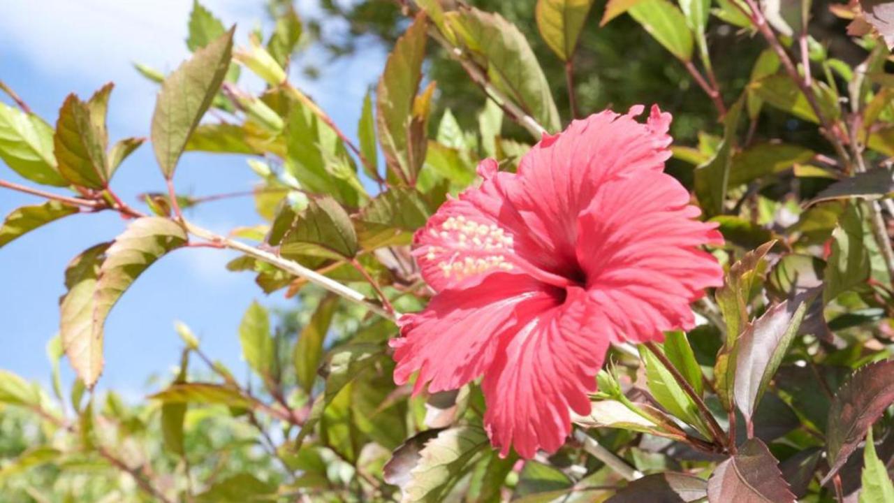 Toyoko Inn Okinawa Ishigaki-jima Ishigaki  Eksteriør billede